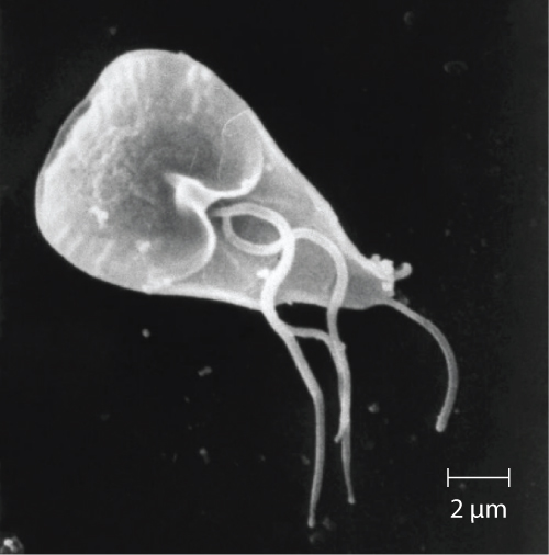 a microscopic shot of the protozoan parasite Giardia Iamblia