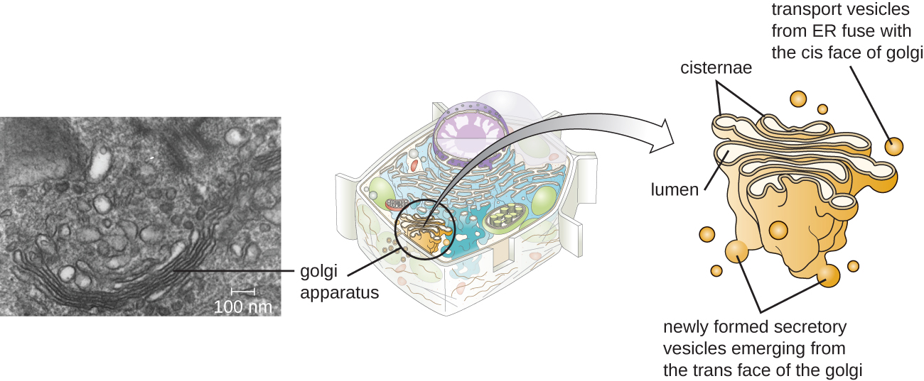 A micrograph and a diagram of the cell outlining the golgi complex