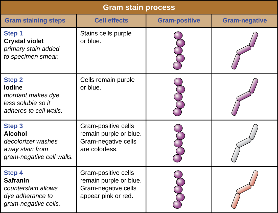 A table shows the Gram stain process.