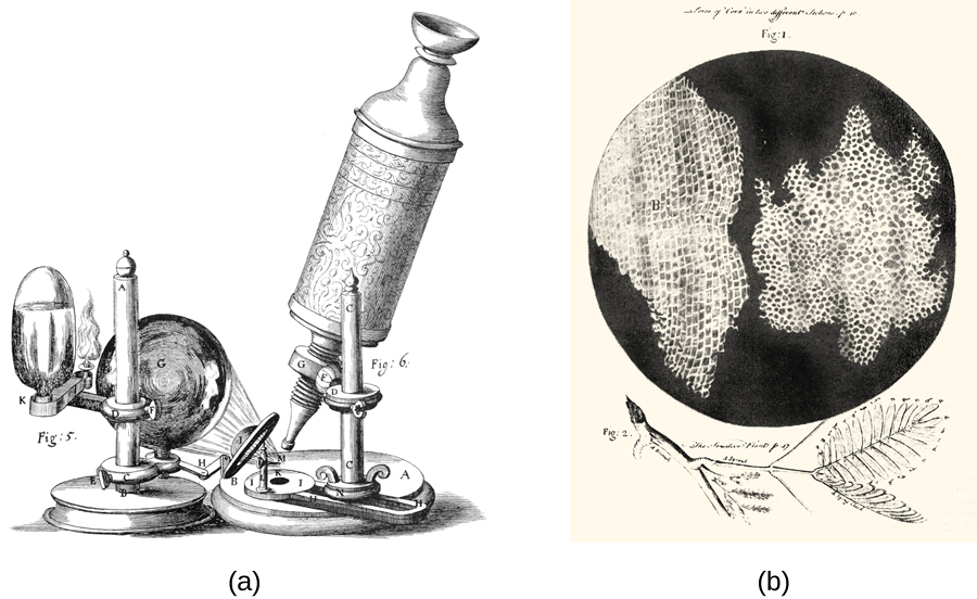 A drawing of a microscope and a drawing of a leaf below a black circle with white regions