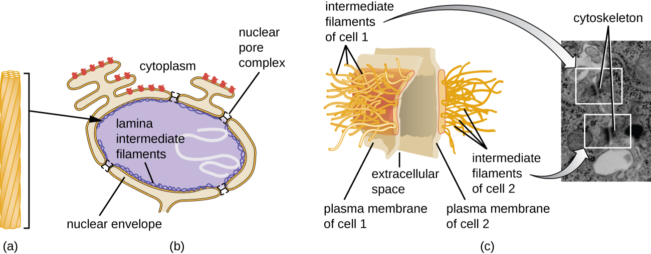 A diagram of intermediate filaments