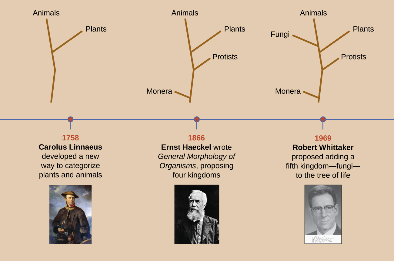 A timeline of the organism Kingdoms being developed.