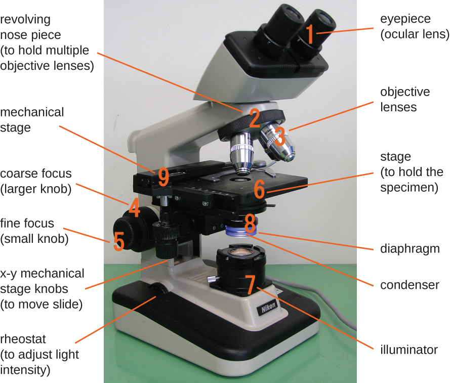 A photo of a labeled microscope is displayed