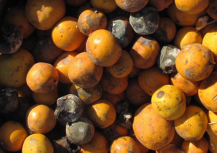An image of moldy oranges
