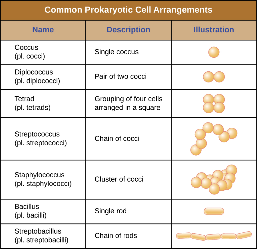 Common prokaryotic cell arrangements.