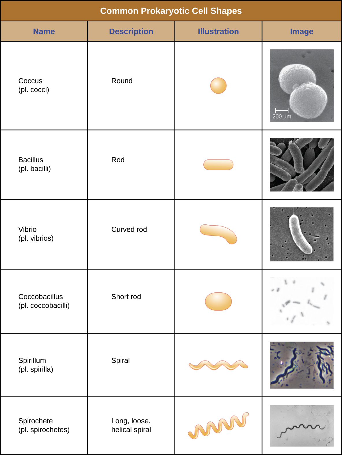Common Prokaryotic Cell Shapes.