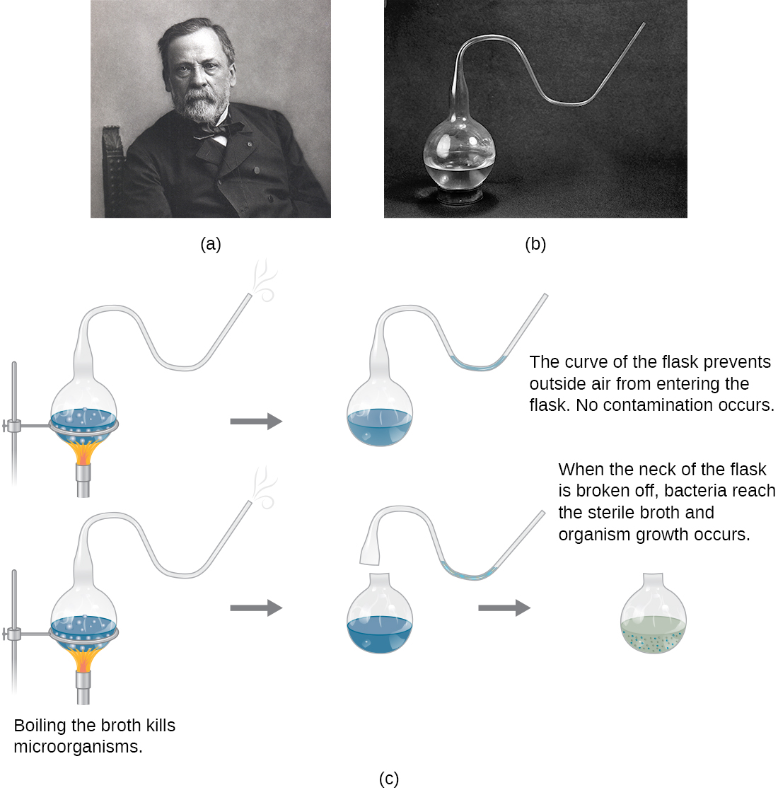 A photo with three parts, first a picture of Pasteur, then one of his flasks, then his process.