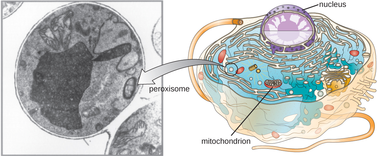 A micrograph and A diagram demonstrating where the peroxisomes are located