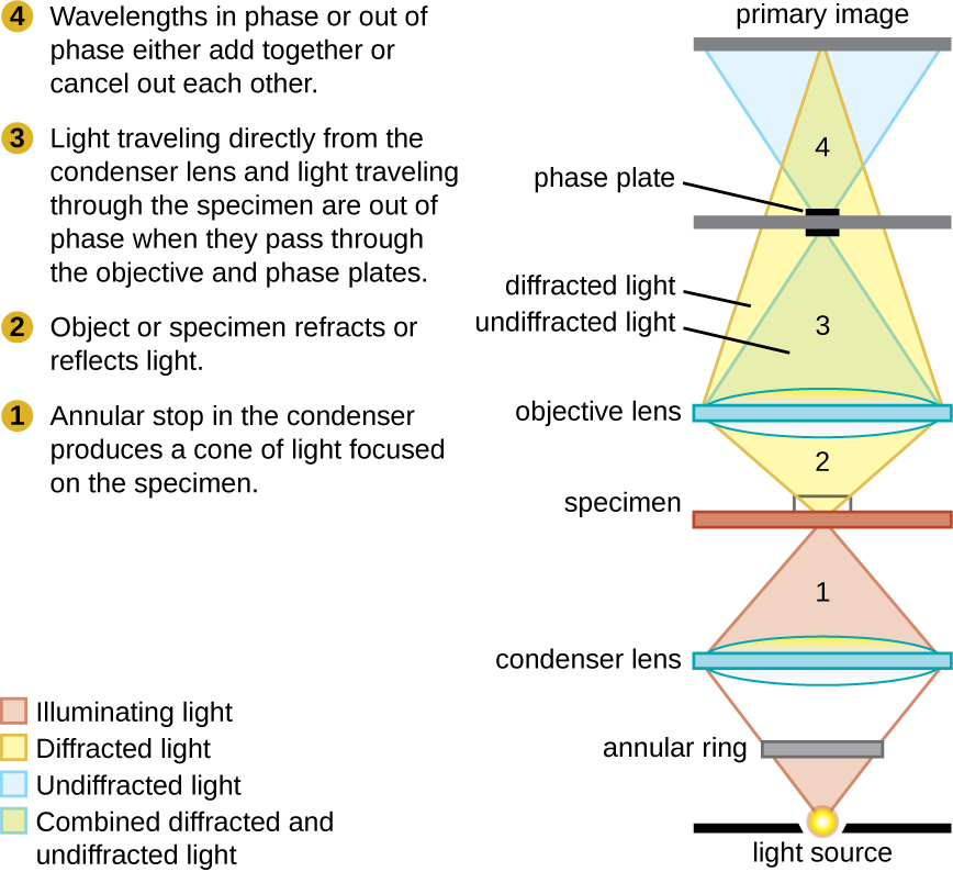 A diagram shows the path of light through a phase-contrast microscope.