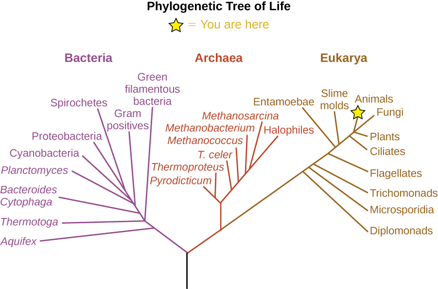 A picture of the Phylogenetic Tree of Life