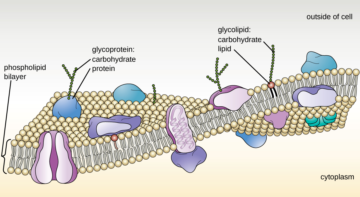 A drawing of the plasma membrane.