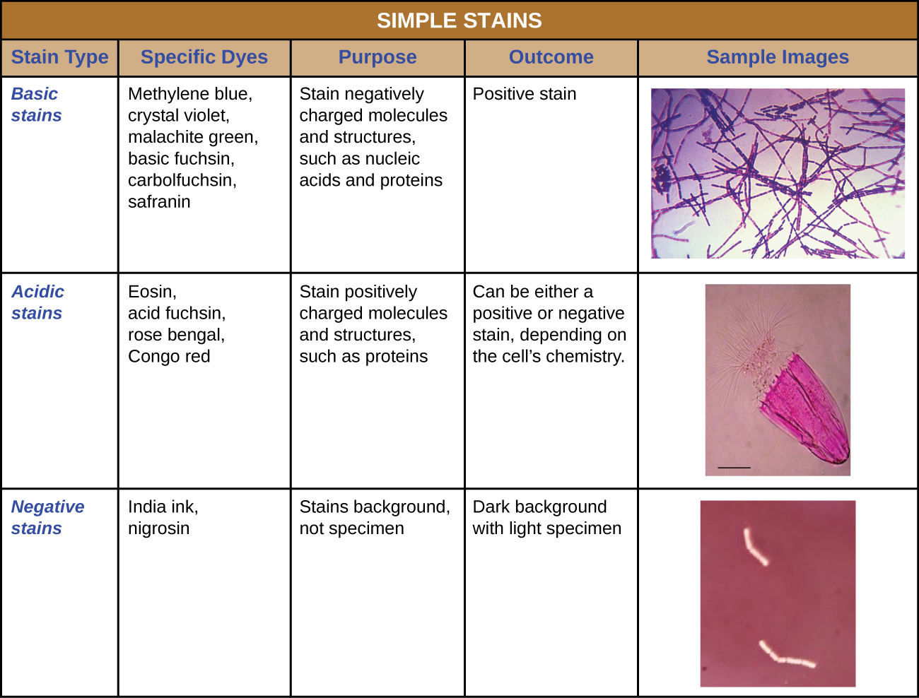 A table of simple stains is shown.