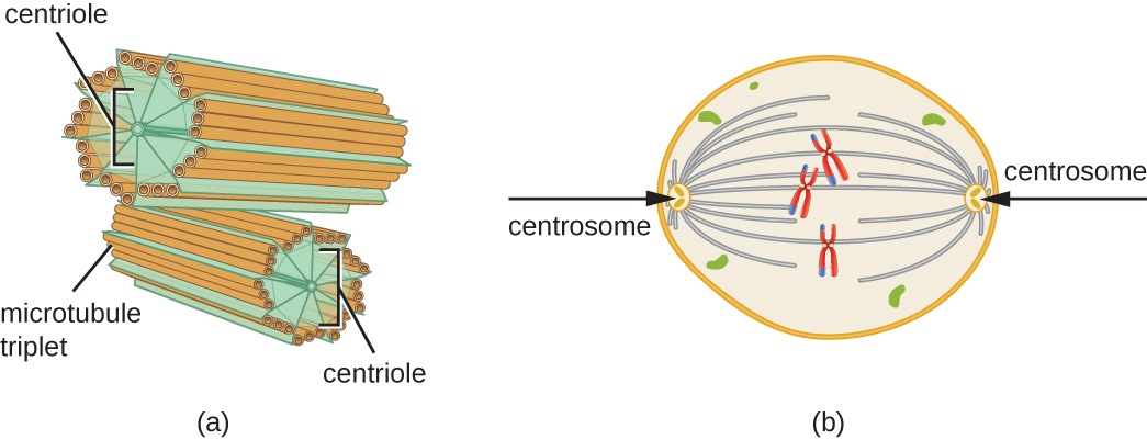 A diagram of a centrosomes structure