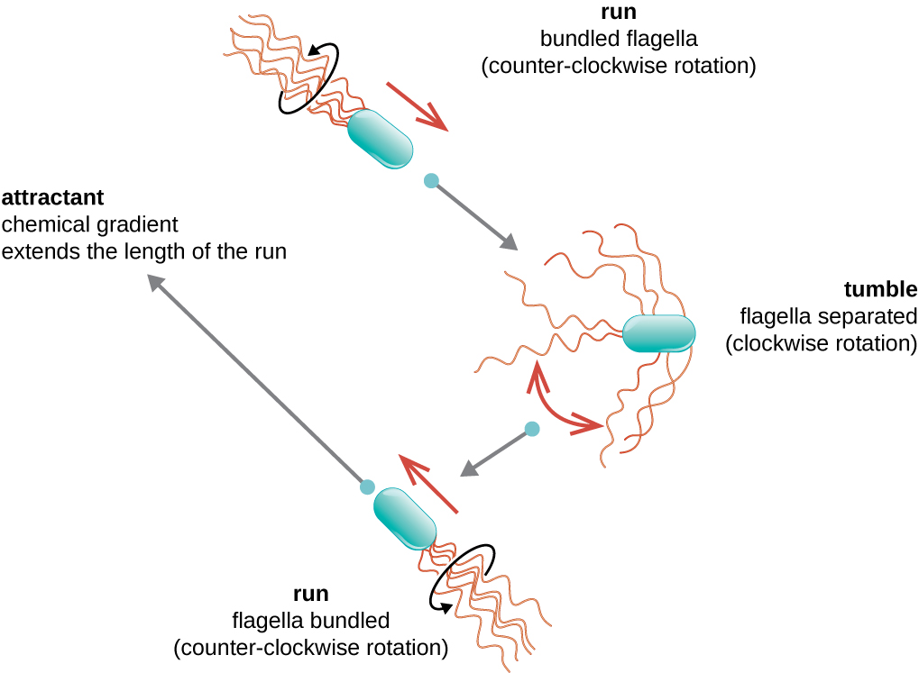 A diagram showing the run and tumble motion of bacteria