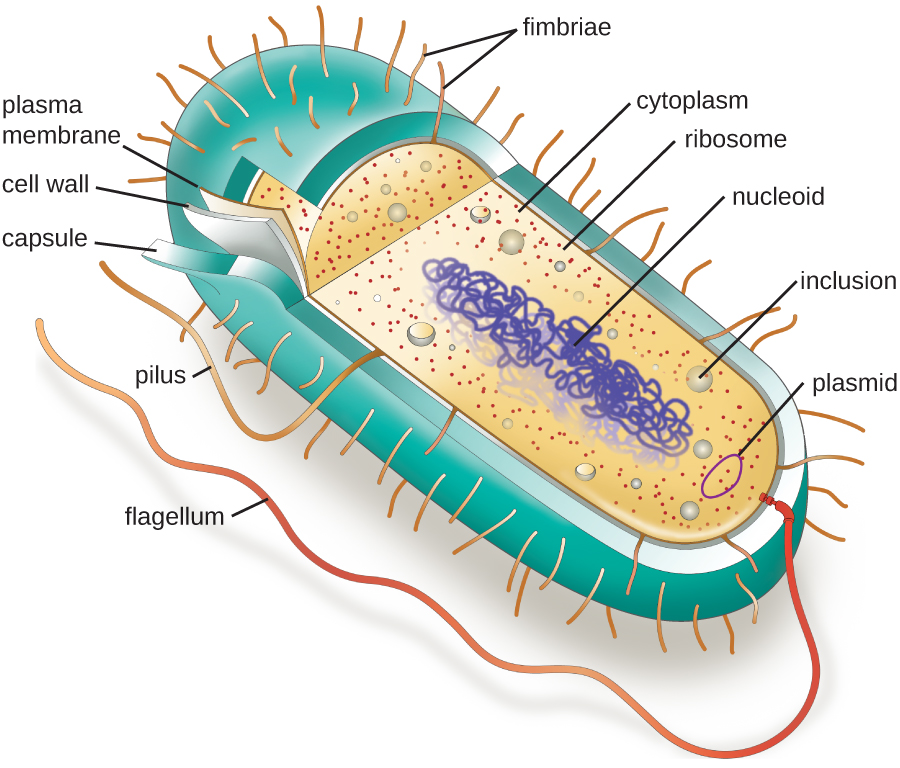 A diagram of a rod-shaped prokaryotic cell.