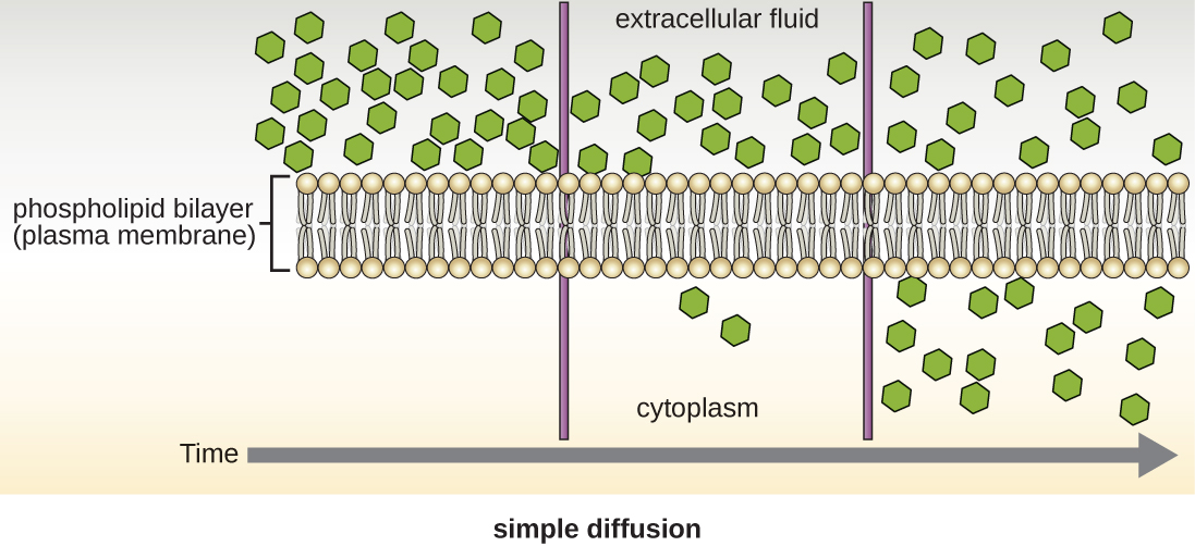 An illustration of the simple diffusion process.