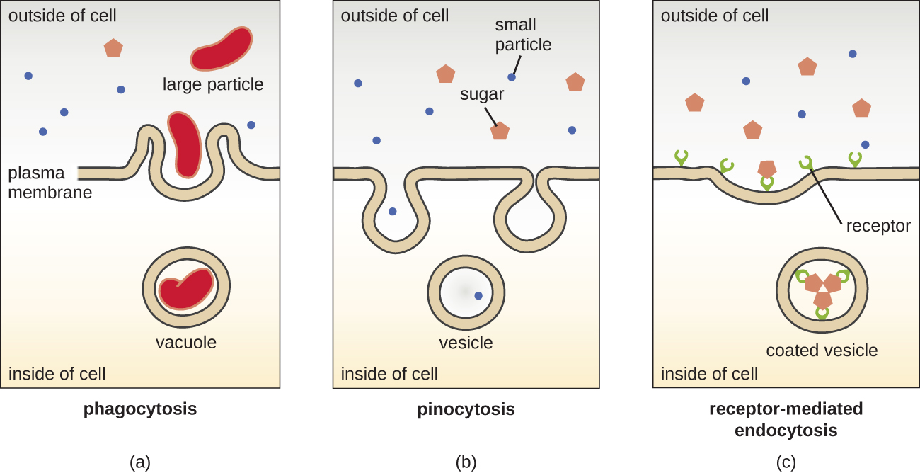 Three variations of endocytosis
