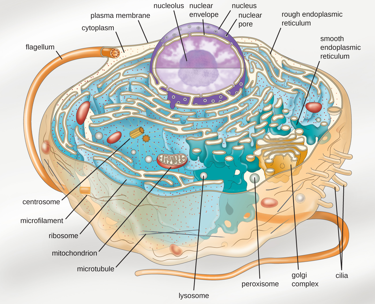 Eukaryotic Animal Cell Model