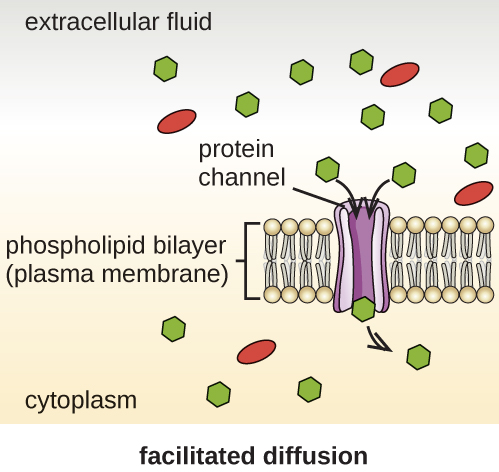 an illustration showing the process of facilitated diffusion