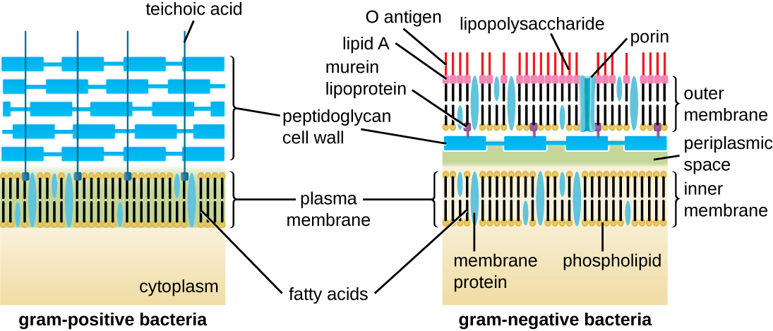 an illustration of gram-positive and gram-negative bacteria