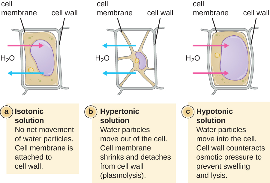 An illustrations demonstrating different cell wall/membrane responses to different solution