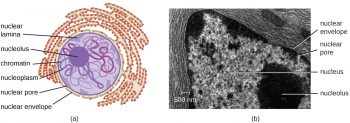 3.4 – Unique Characteristics of Eukaryotic Cells – Microbiology 201