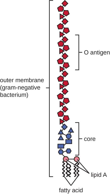 A diagram of the outer membrane of gram-negative bacteria.