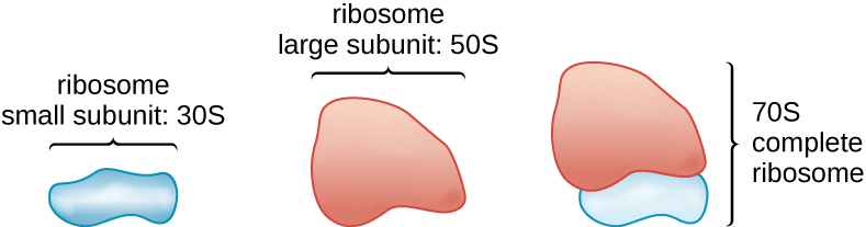 An illustration of the subunits in a ribosome