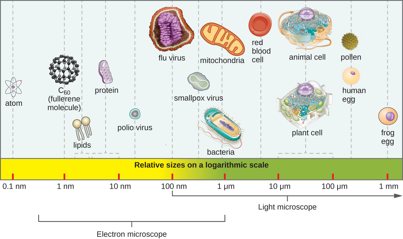 an image of different bacteria, and their sizes on a logarithmic scale.