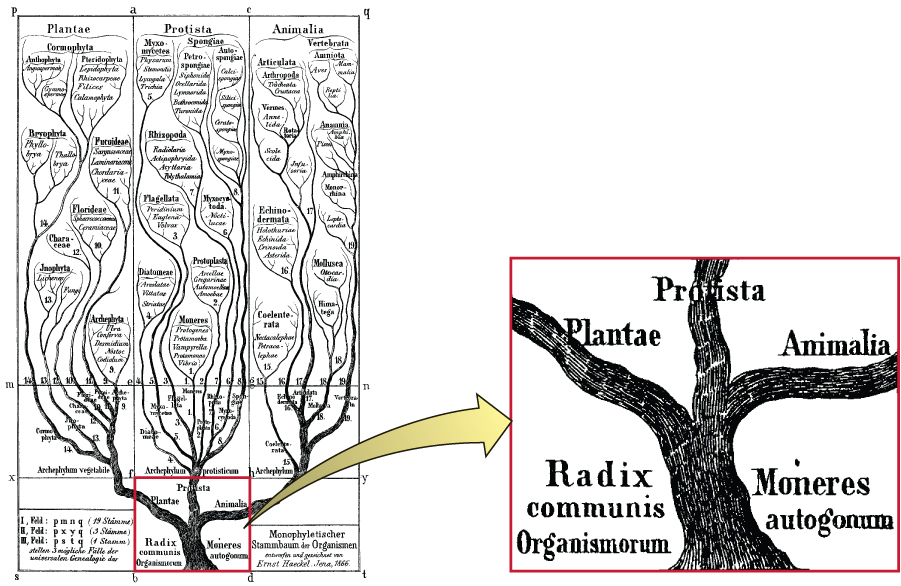 Ernst Haeckel’s rendering of the tree of life, from his 1866 book General Morphology of Organisms