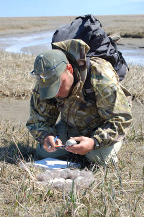 A person in a field measuring an egg