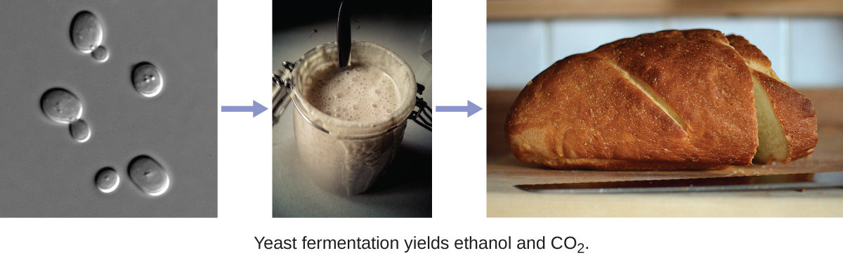 The process of yeast fermentation