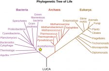 4.5 – Deeply Branching Bacteria – Microbiology 201