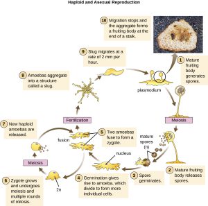 5.1 – Unicellular Eukaryotic Parasites – Microbiology 201