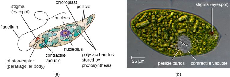 5.1 – Unicellular Eukaryotic Parasites – Microbiology 201