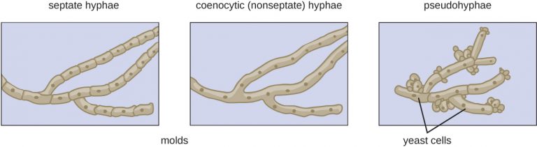 5 3 Fungi Microbiology 201