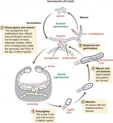 Fungi Microbiology