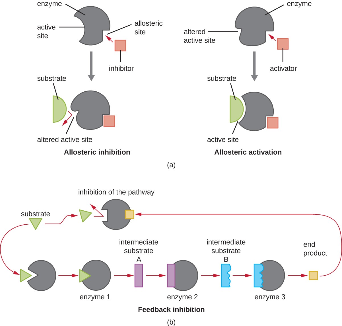 (A).illustration of allosteric inhibition and allosteric activation (B).illustration of feedback inhibition