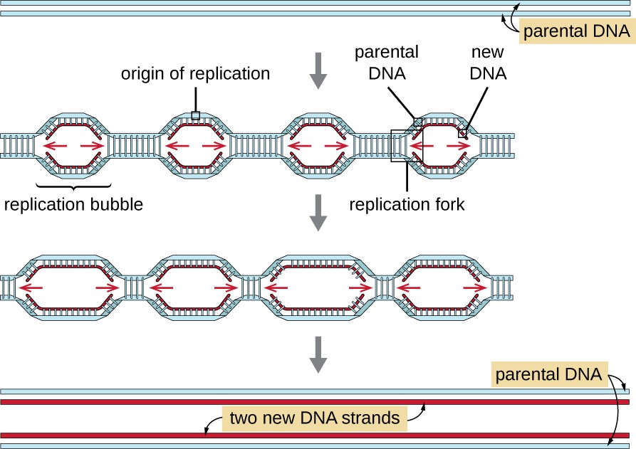A diagram showing two strands of parental DNA.