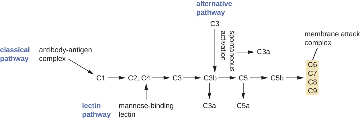 A diagram outlining the three complement pathways