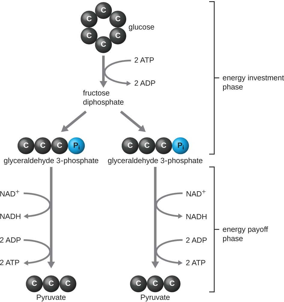 energy investment phase and energy payoff phase of the Embden-Meyerhof-Parnas glycolysis pathway