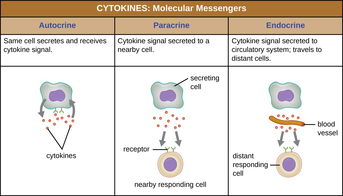 Cytokines are molecular messengers