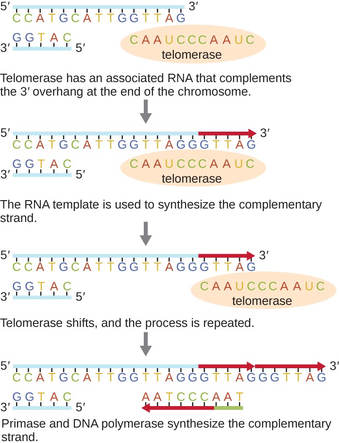 Diagram of telomerase