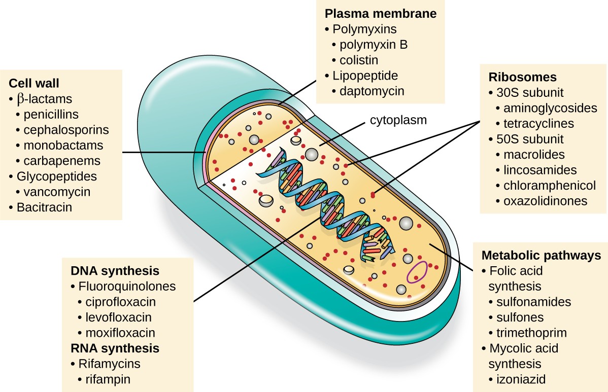 Como eliminar bacterias proteolíticas