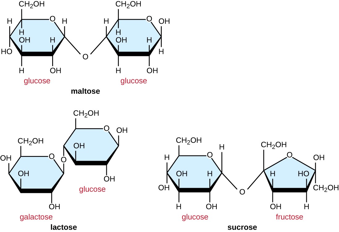 Common disaccharides include maltose, lactose, and sucrose.
