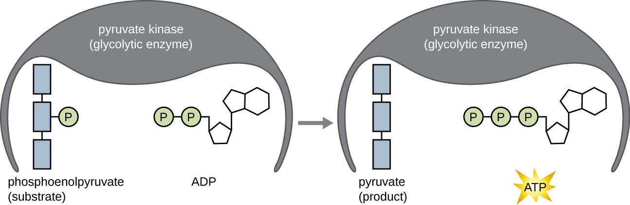 the substrate-level phosphorylation process