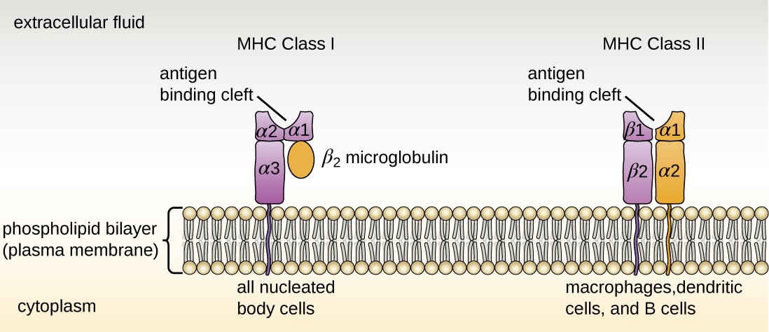 MHC class I and II