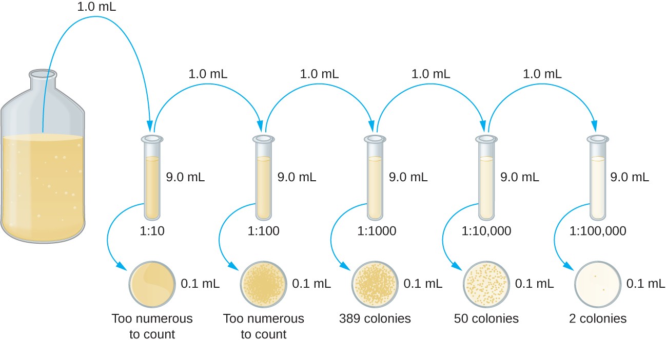 serial dilution: the contents of 5 test tubes goes from too numerous to count to only 2 colonies