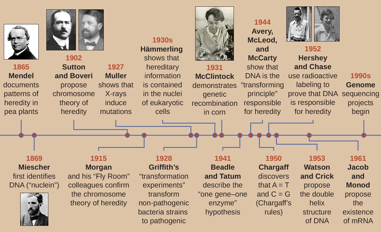 a timeline of key events before DNA
