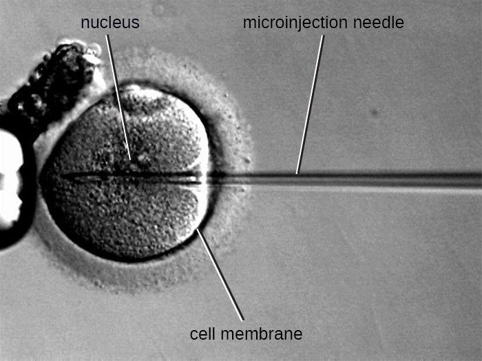 micropipette in a cell
